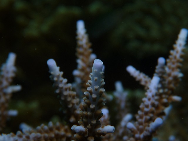 2013　Jun DIVE_d0253453_7471360.jpg