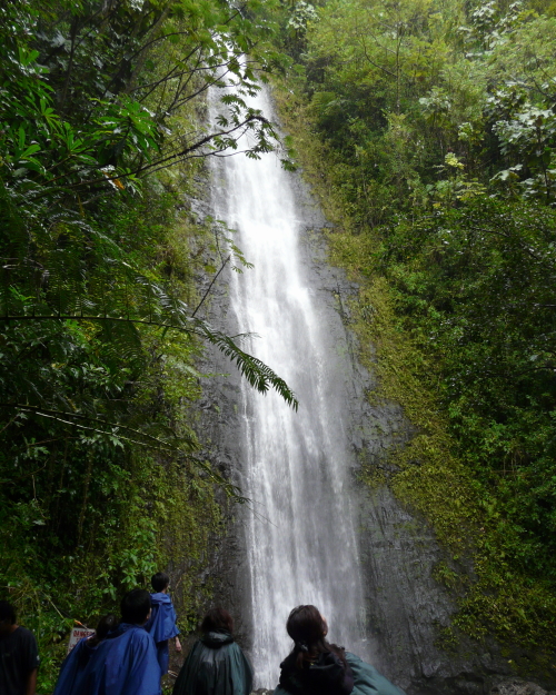 MANOA FALLS TRAIL_a0132260_14214995.jpg