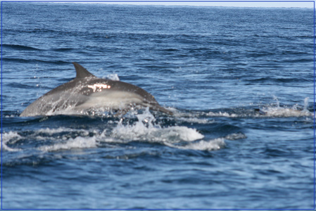 Dolphins!_d0253760_531828.jpg