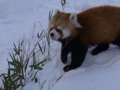 円山動物園のレッサーパンダ_f0229169_1955197.jpg