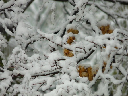 初雪ですが・・・よく降りました＾＾；；_d0168170_1638289.jpg