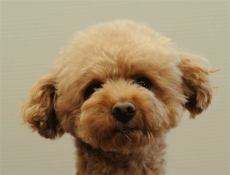 c0196673_17201375.gif