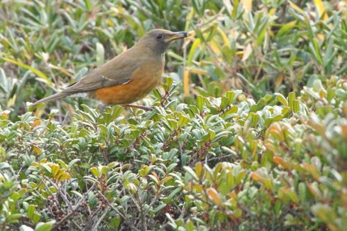 ★全域調査の結果+先週末の鳥類園(2013.1.10+12〜14)_e0046474_18141476.jpg