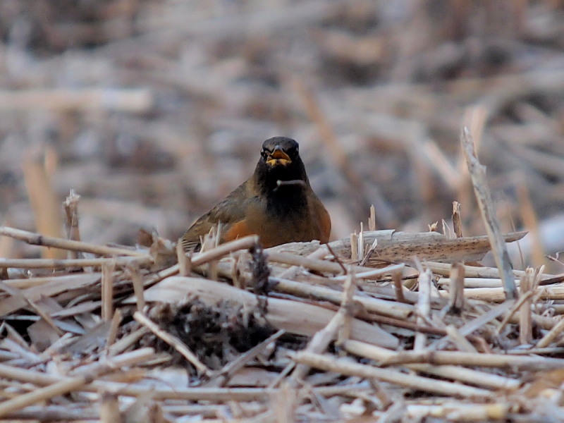 自然観察公園の野鳥達～その2＠北本_f0055184_2130102.jpg