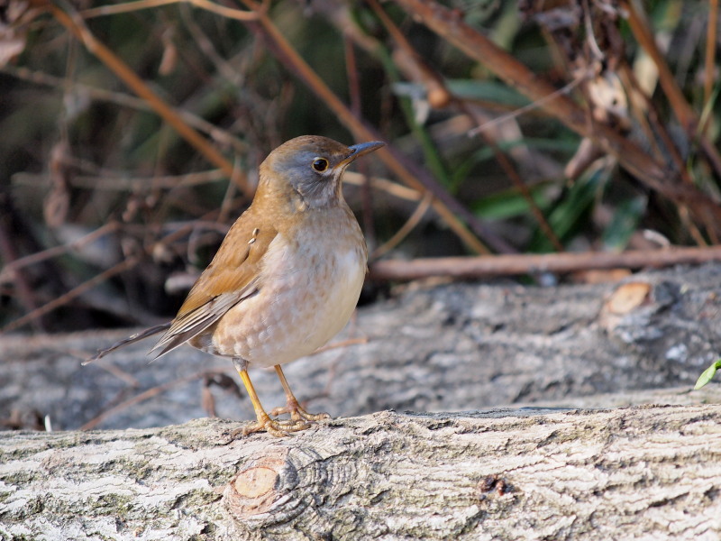 自然観察公園の野鳥達～その2＠北本_f0055184_21303171.jpg