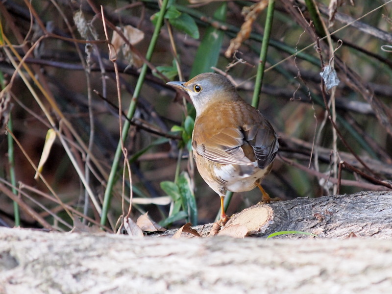 自然観察公園の野鳥達～その2＠北本_f0055184_21303992.jpg