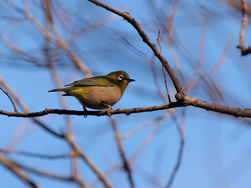 自然観察公園の野鳥達～その2＠北本_f0055184_21313485.jpg