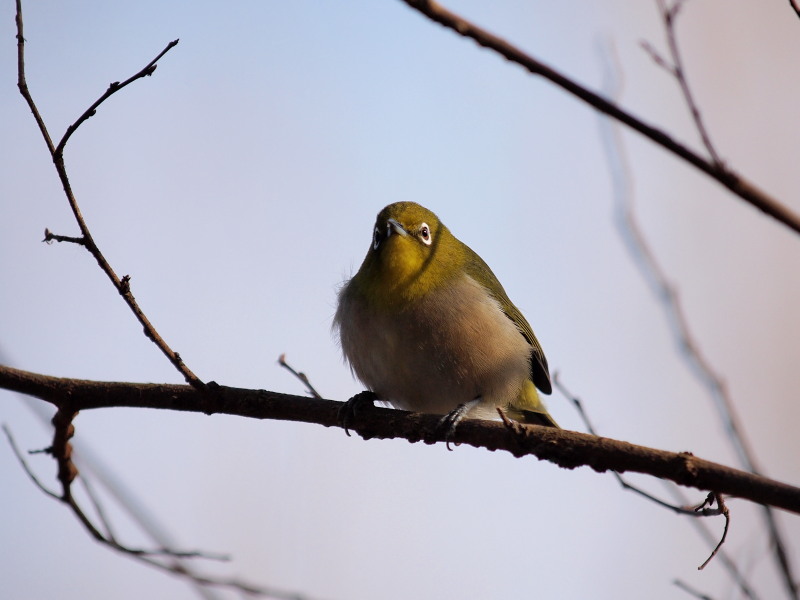 自然観察公園の野鳥達～その2＠北本_f0055184_21313945.jpg