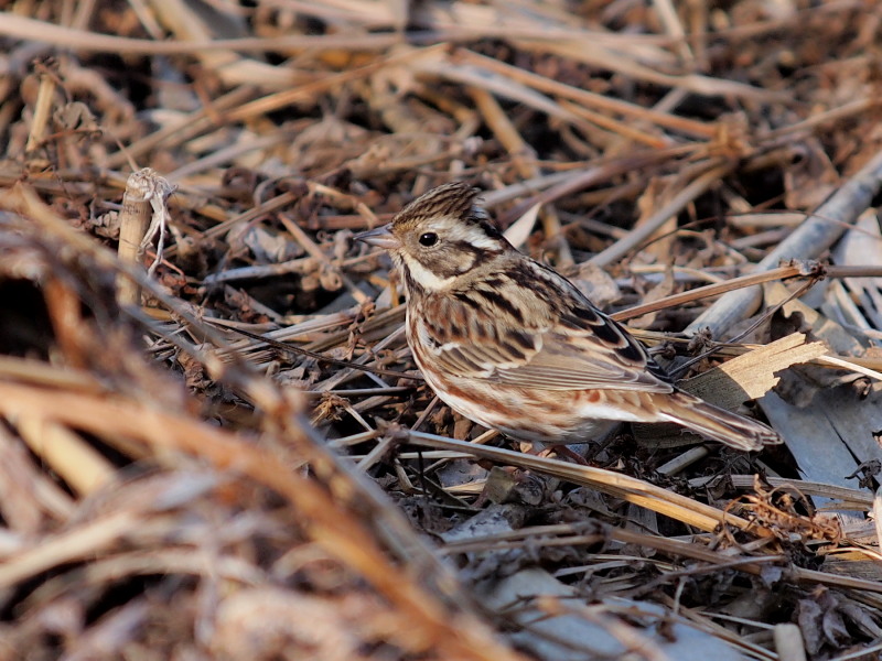 自然観察公園の野鳥達～その2＠北本_f0055184_213220100.jpg