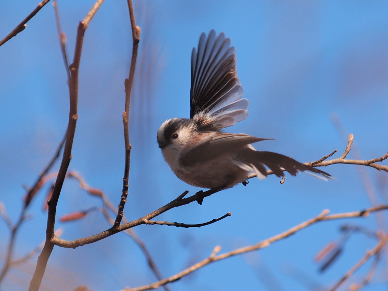 自然観察公園の野鳥達～その2＠北本_f0055184_21331935.jpg