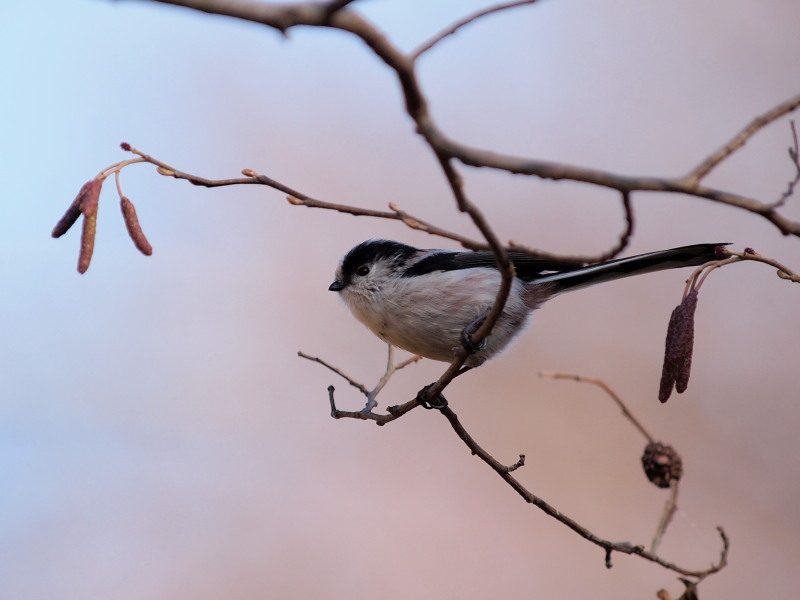 自然観察公園の野鳥達～その2＠北本_f0055184_21333072.jpg