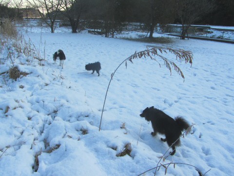 雪だ～♪♪_c0031288_9504543.jpg