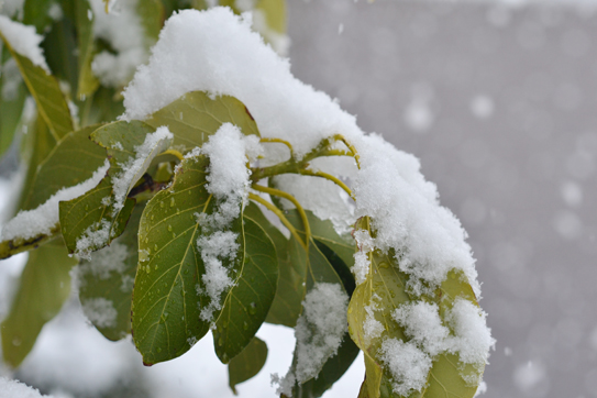 雪をかぶったアボカドの木 トロピカルフルーツ成長ノート