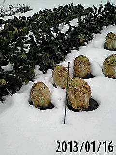 e0270403_14372527.jpg