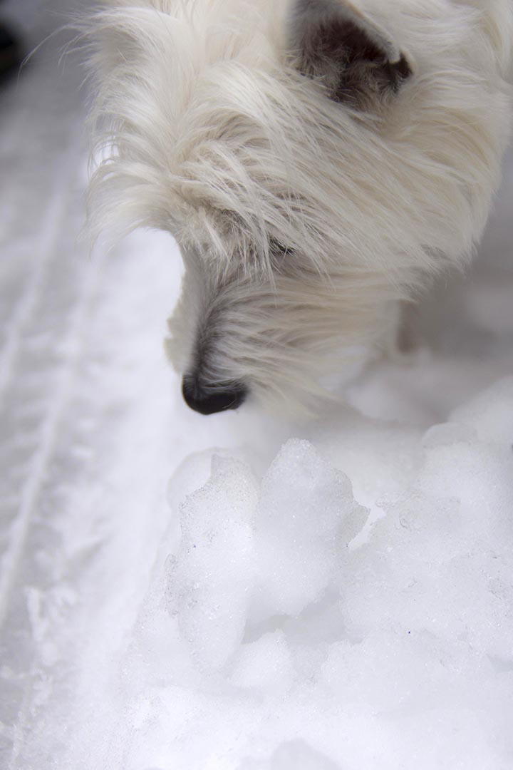 はじめての雪_a0048904_11125994.jpg