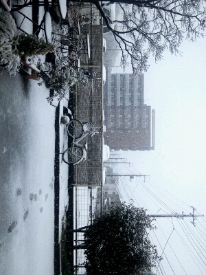 すごい雪。_a0072505_19452618.jpg