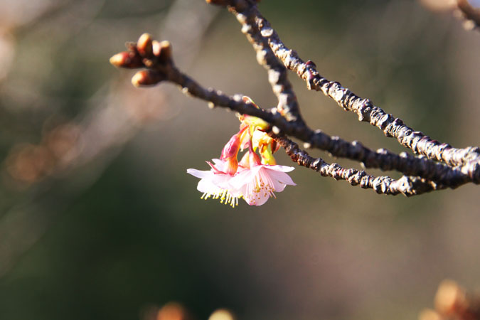 伊豆海洋公園_a0263109_14184445.jpg