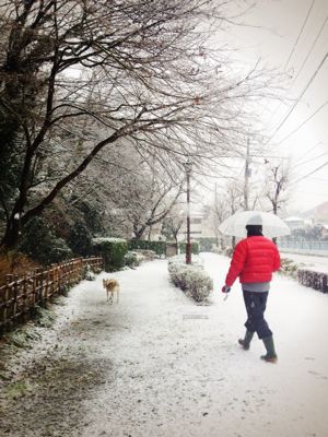 東京の大雪_c0012120_2223115.jpg