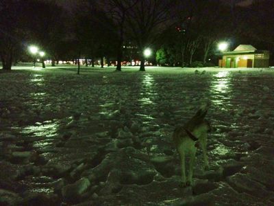 東京の大雪_c0012120_22231332.jpg