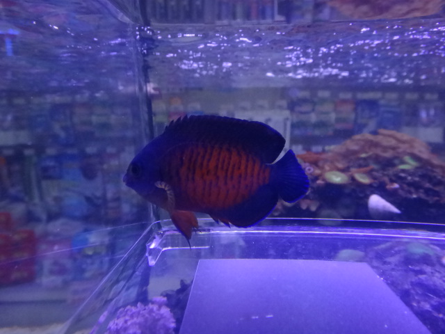 130116 海水魚・水草_f0189122_12345376.jpg