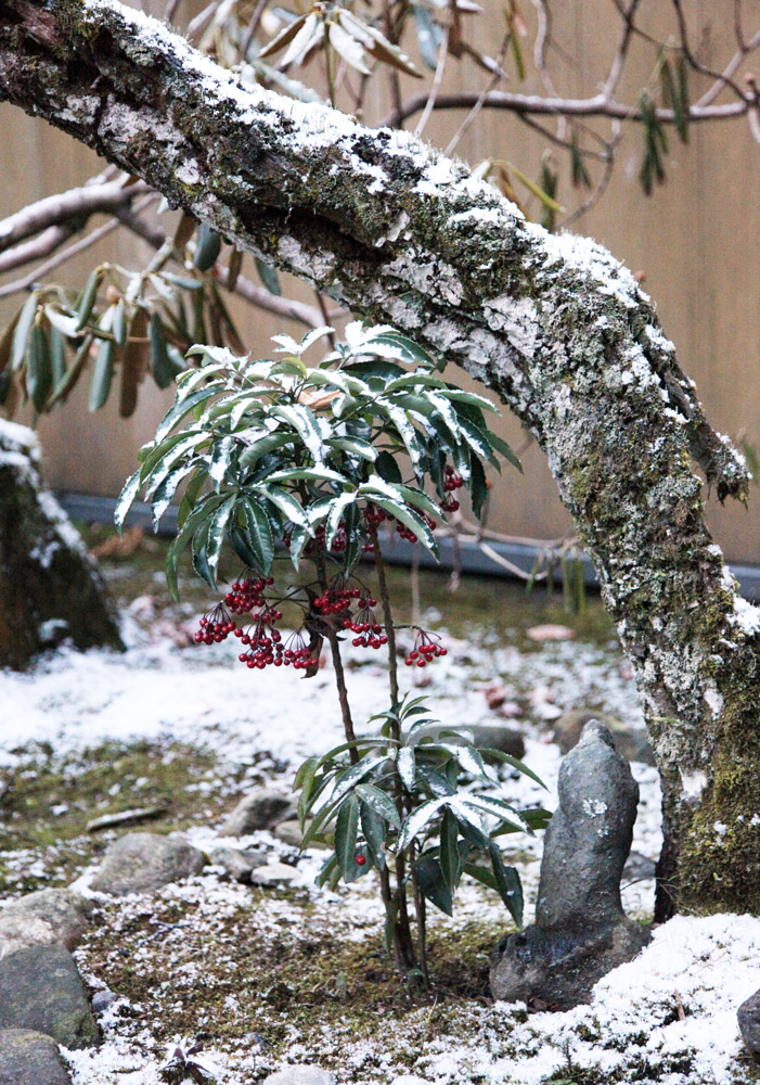 宇陀市　室生寺　万両と雪_c0108146_21344918.jpg