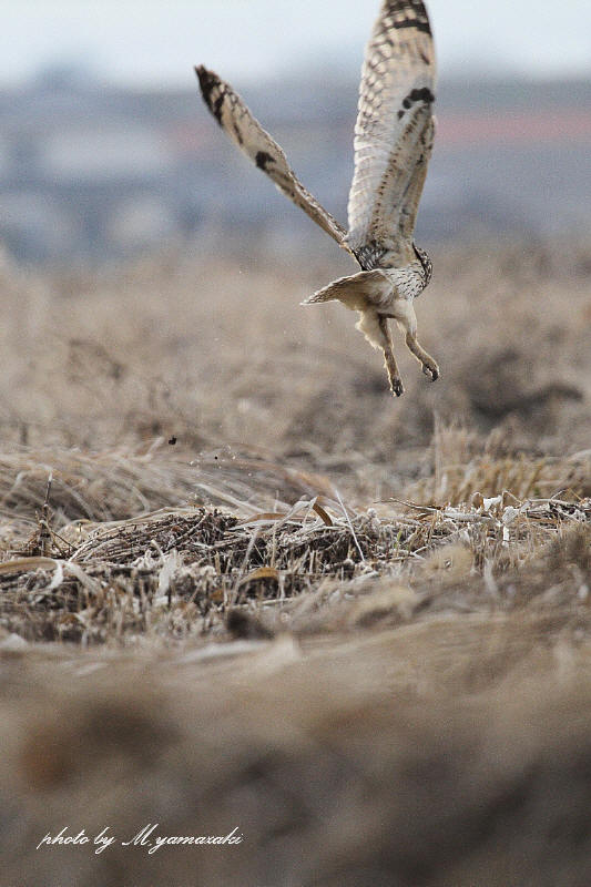 後ろ姿のコミミズク 雅郎の花鳥風月