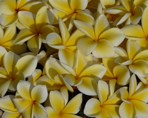 KOKO CRATER BOTANICAL GARDEN_a0132260_1454121.jpg