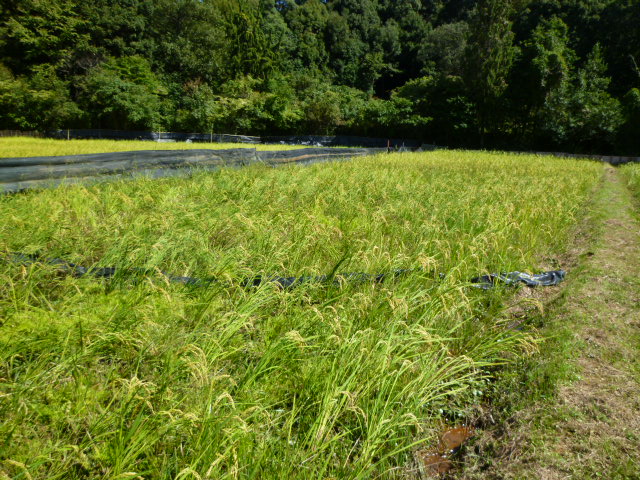 b0139862_11251029.jpg