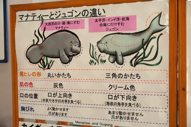 美ら海水族館 ミラーライト ジュゴン 沖縄Day2-1・あこがれの美ら海水族館をたずねる☆ : 蜜蜂的写真日記