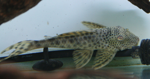 a0162263_22302534.jpg