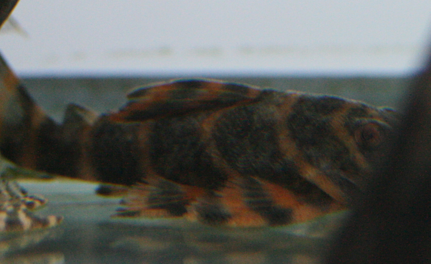 a0162263_22313334.jpg
