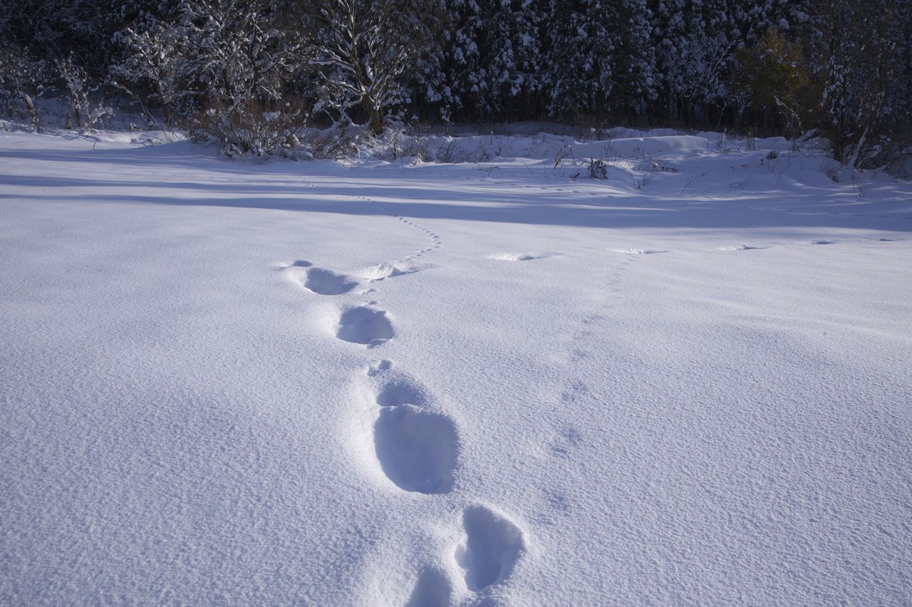 クマの足跡ですかね？　飯山_d0239781_18412120.jpg