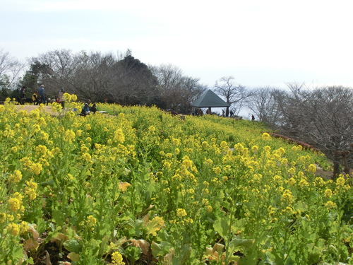 ■吾妻山の菜の花■_e0123587_16354314.jpg