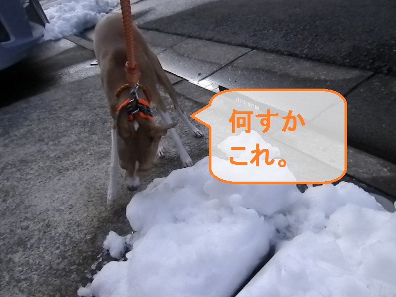 雪なのに幸手のラン。_a0284997_214237100.jpg