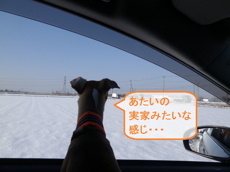 雪なのに幸手のラン。_a0284997_21461632.jpg