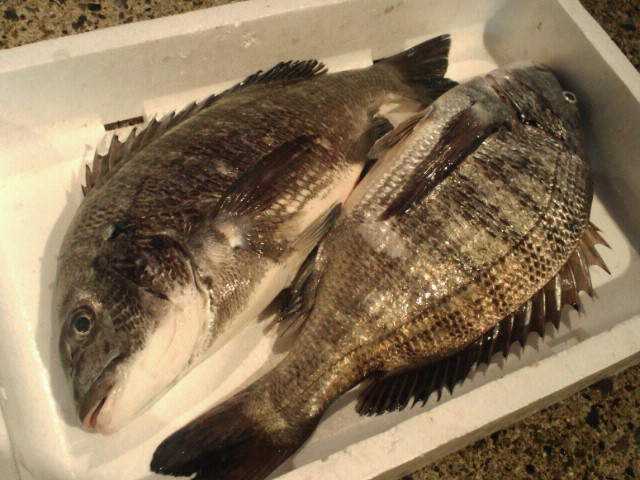 クロダイ チヌ 玉島魚市場 お魚情報 クロダイ チヌ 玉島魚市場 お魚情報