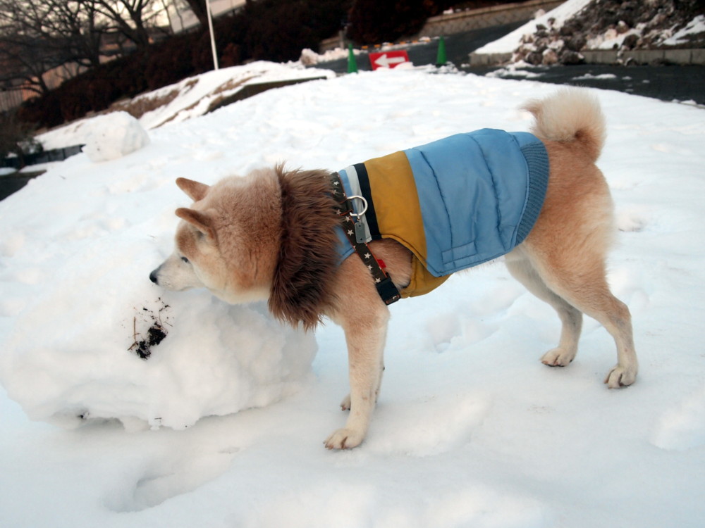 積雪から３日目の朝_e0131506_20311939.jpg