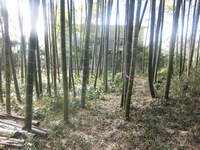 生きている竹は重かった_f0141310_7252270.jpg
