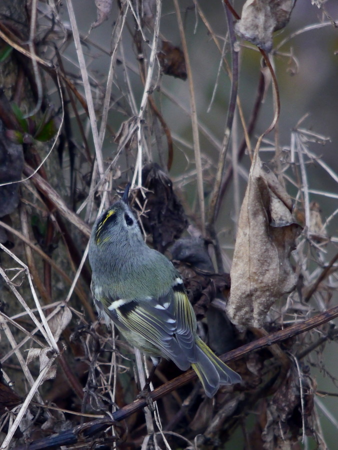 河川敷での鳥見（2013年1月17日）_f0235311_2037996.jpg