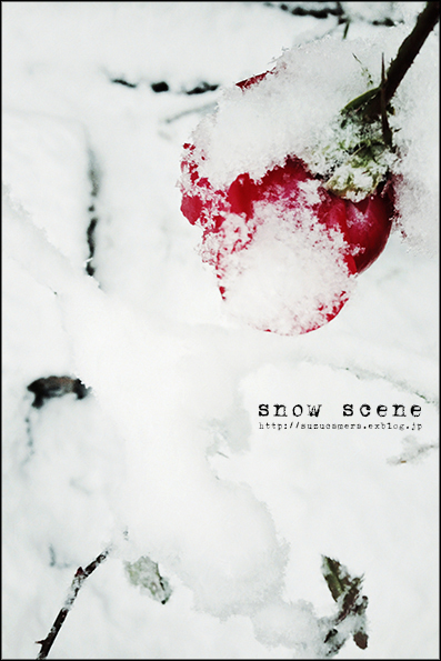 雪中の薔薇_f0100215_226722.jpg