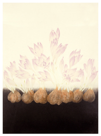 種と球根 Bloom Works