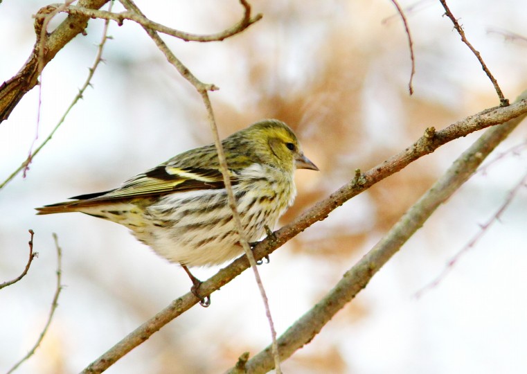 ぎゃあ～ぁぁぁ！　初撮りの野鳥！！_c0172139_022220.jpg