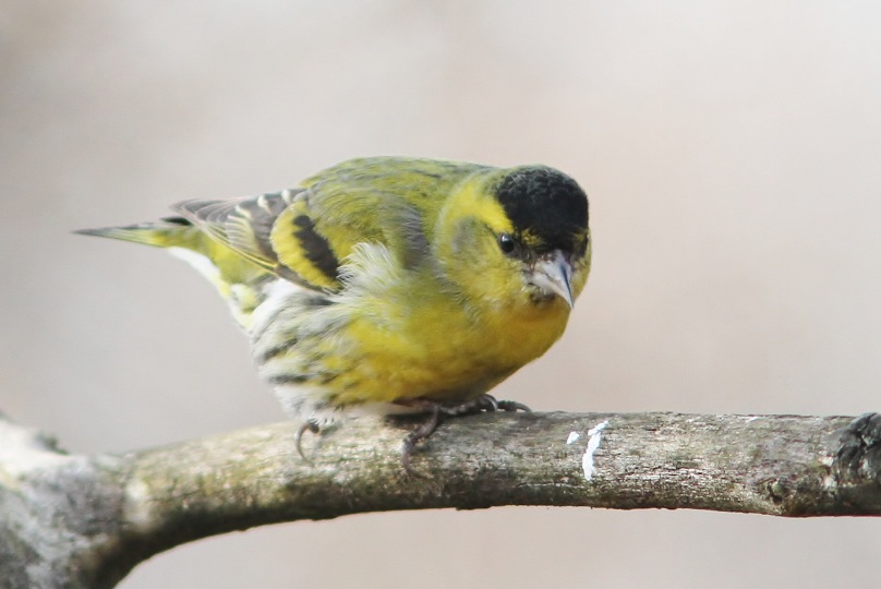 ぎゃあ～ぁぁぁ！　初撮りの野鳥！！_c0172139_22513754.jpg