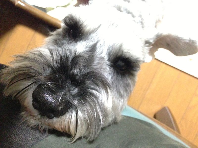 甘え上手_c0204455_1773079.jpg