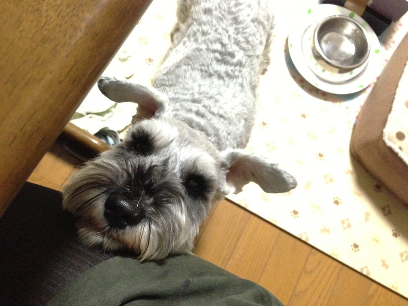 甘え上手_c0204455_1784570.jpg