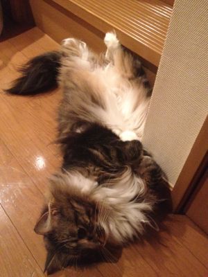 仙人のいる接骨院へ_c0151965_1023683.jpg