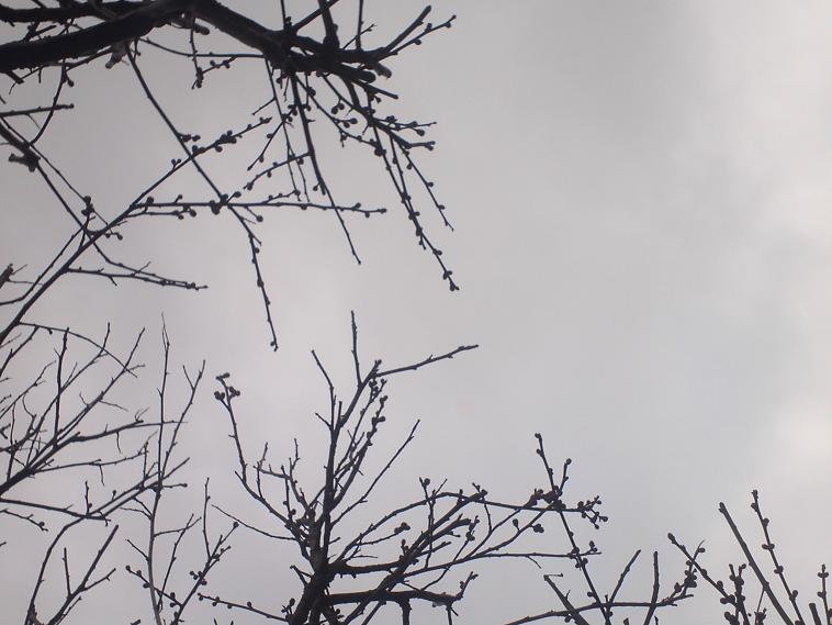 e0203580_16314678.jpg