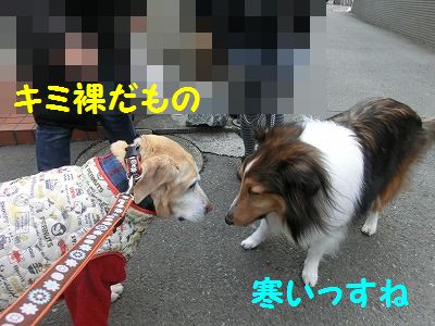 融けてきたら凍ってキタ_e0222588_1732910.jpg