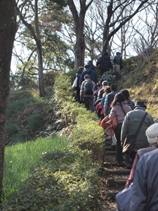 【　吾妻山公園の菜の花　】_e0181891_78176.jpg