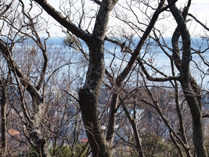 【　吾妻山公園の菜の花　】_e0181891_78547.jpg